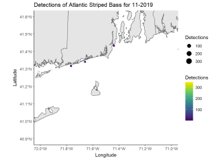 Detections of Atlantic Striped Bass 11-2019