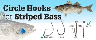 illustration of circle hooks for striped bass