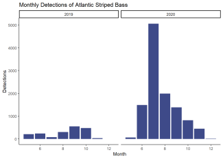 Monthly Detections of Atlantic Striped Bass