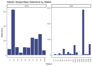 Atlantic Striped Bass Detections by Station
