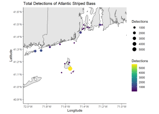 Total Detections of Atlantic Striped Bass