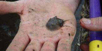 juvenile horseshoe crab in a hand