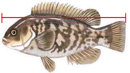 red line marking measurement of a fish