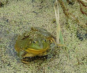 green frog in green water