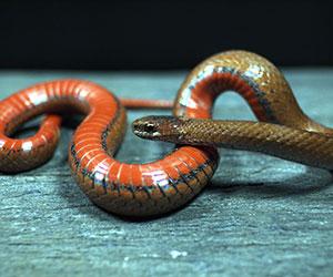 brown snake with orange underbelly on blue surface