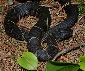 black snake with grey stripes on brown ground surface