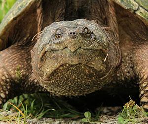 face of large turtle