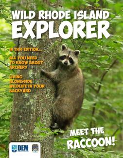 Raccoon in a tree on cover of Wild Rhode Island Kid's Magazine