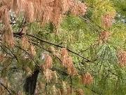 White pine needle damage