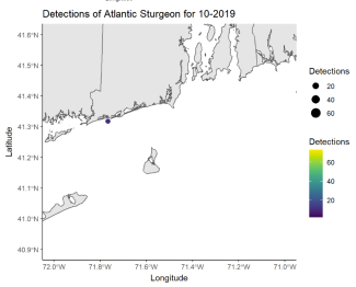 Detections of Atlantic Sturgeon 10/19