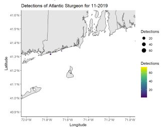 Detections of Atlantic Sturgeon 11/19