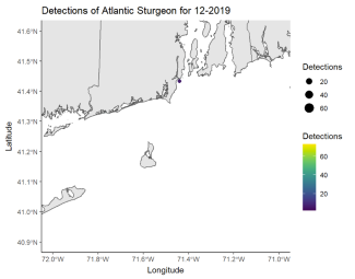 Detections of Atlantic Sturgeon 12/19
