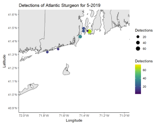 Detections of Atlantic Sturgeon 5/19
