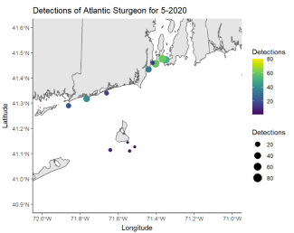 Detections of Atlantic Sturgeon 5/20