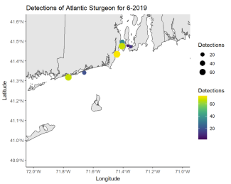 Detections of Atlantic Sturgeon 6/19