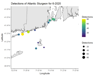 Detections of Atlantic Sturgeon 6/20