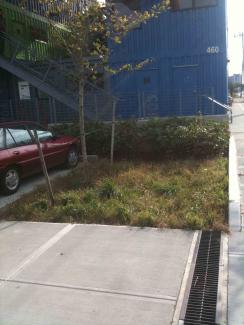 grass and tree next to blue building and red car