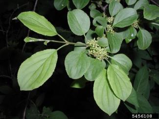 Common Buckthorn plant