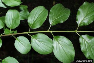 Common Buckthorn leaf