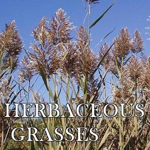 Herbaceous grasses