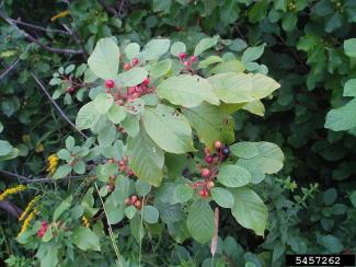 Glossy False Buckthorn plant