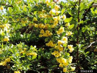 Japanese Barberry yellow