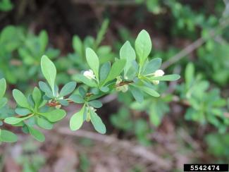 Japanese Barberry branch