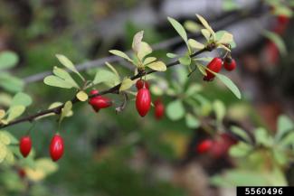 Japanese Barberry flowers