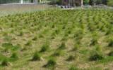 tufts of grass arranged in rows