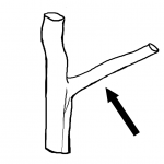 Lateral branch