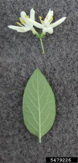 Amur Honeysuckle leaf