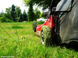 Mowing the lawn