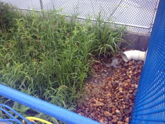 drain pipe emptying onto mulch next to grass and blue wall