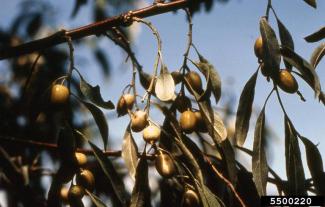 Russian Olive fruit
