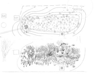 hand drawn plan of where plants will be planted