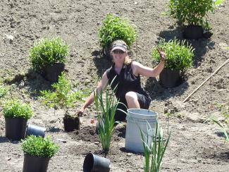 woman preparing to put plants in the ground