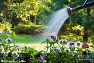 watering the garden