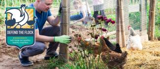 man wearing gloves looking at chickens