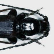 black spruce beetle