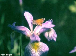 Blue Flag Iris