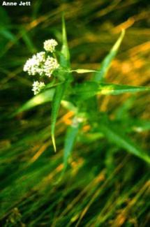 Boneset