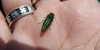 emerald ash borer in a hand