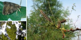 three different images of gypsy moths