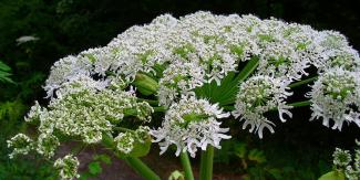 giant hogweed
