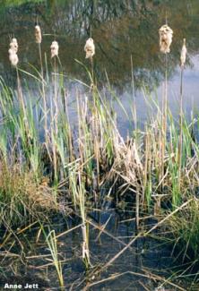Photo of Cattails 