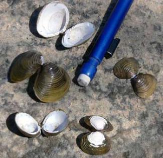 aquatic invasive animals clams