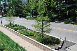 A curb bump-out with a tree filter planting