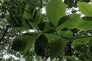 beech leaf disease