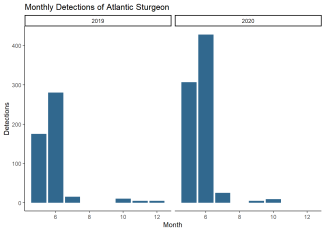 Monthly Detections of Atlantic Sturgeon
