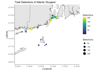 Total Detections of Atlantic Sturgeon
